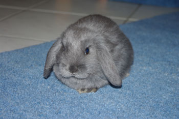 Eglantine